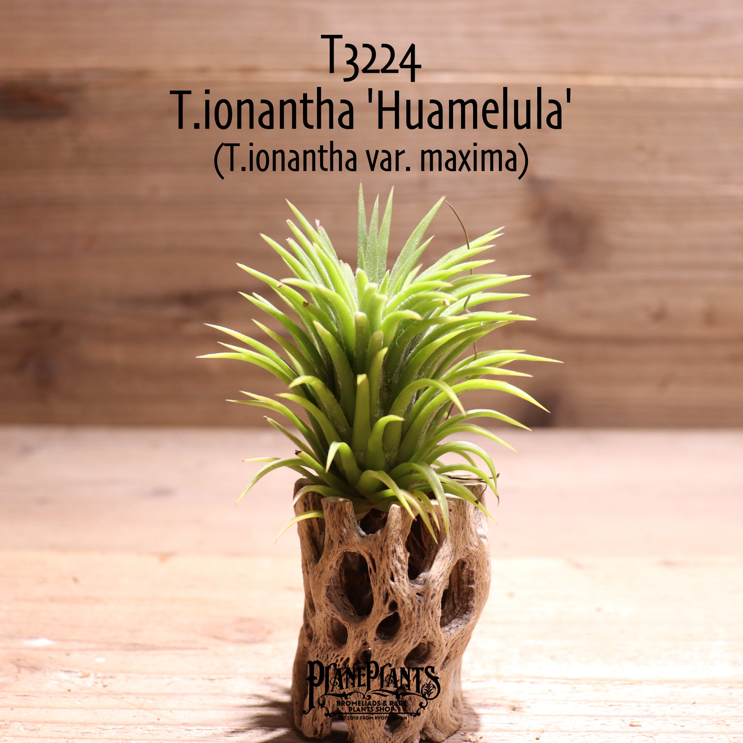 【送料無料】ionantha 'Huamelula'〔エアプランツ〕現品発送T3224