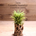 【送料無料】ionantha 'Huamelula'〔エアプランツ〕現品発送T3224