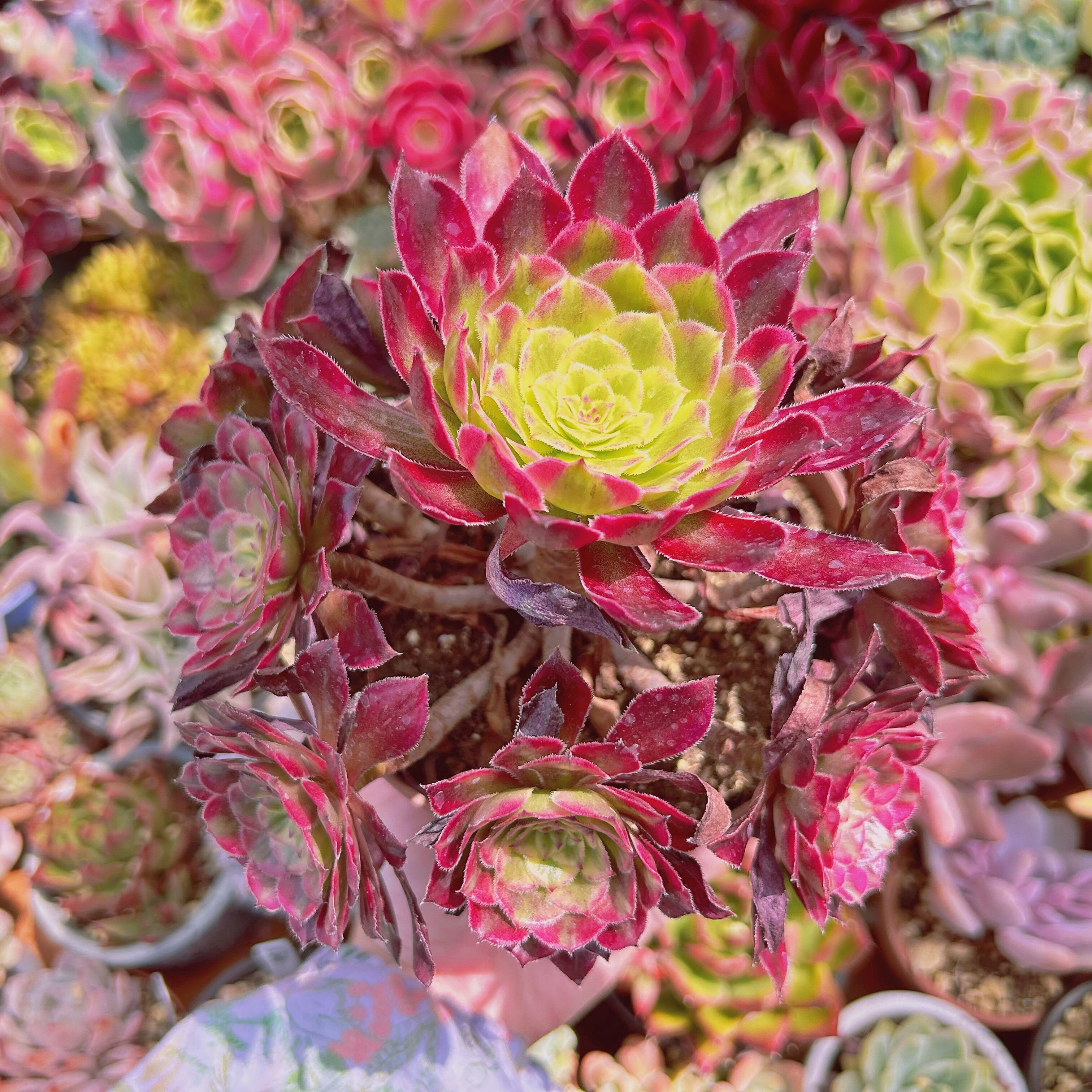 #274現物　多肉植物　マリド錦　特大　