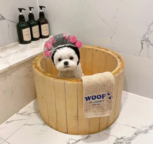 【予約】カーラーDOG