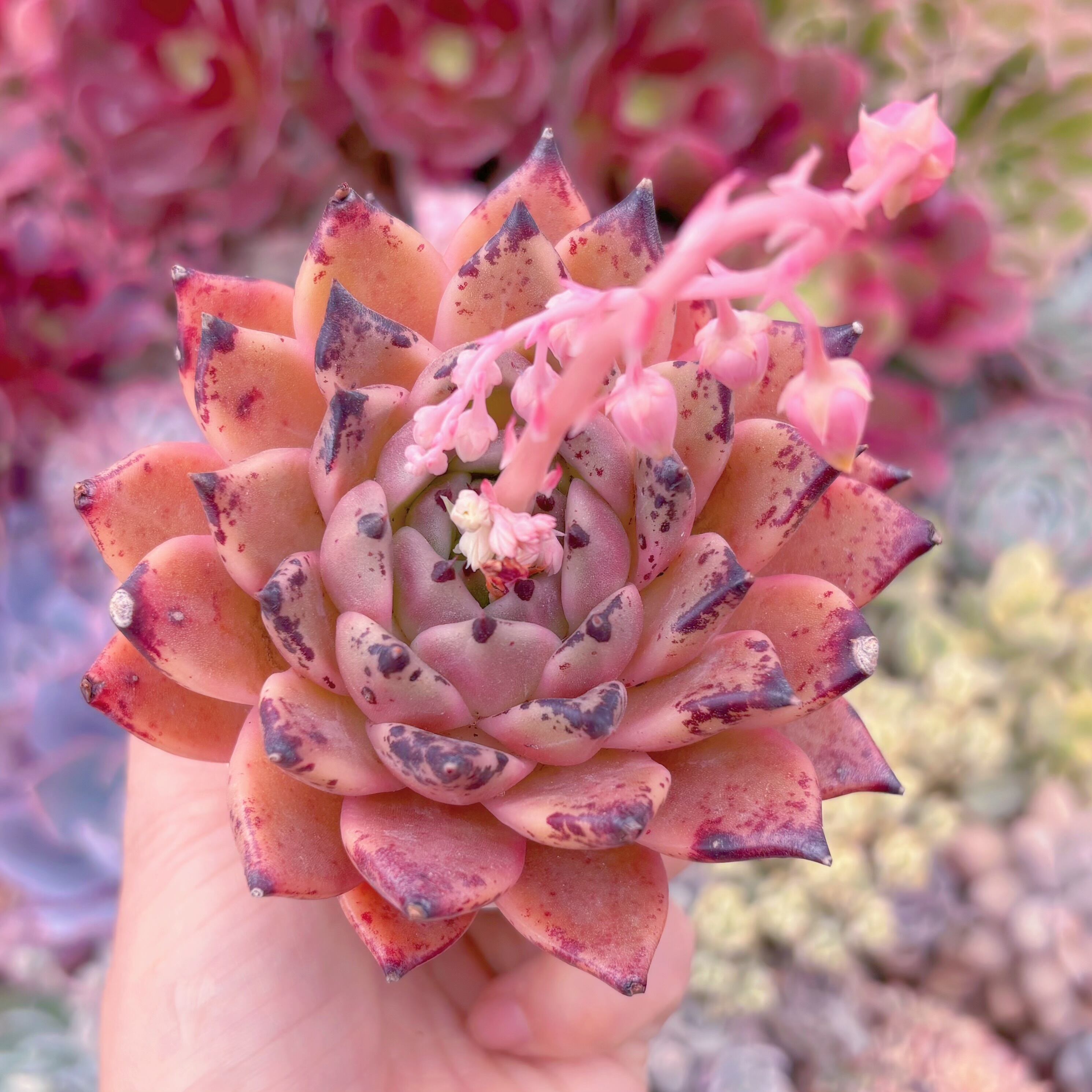 現品　ハロウィン#517   大苗　るる農園