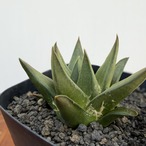 Ariocarpus trigonus 【アリオカルプス・短疣三角牡丹・実生】