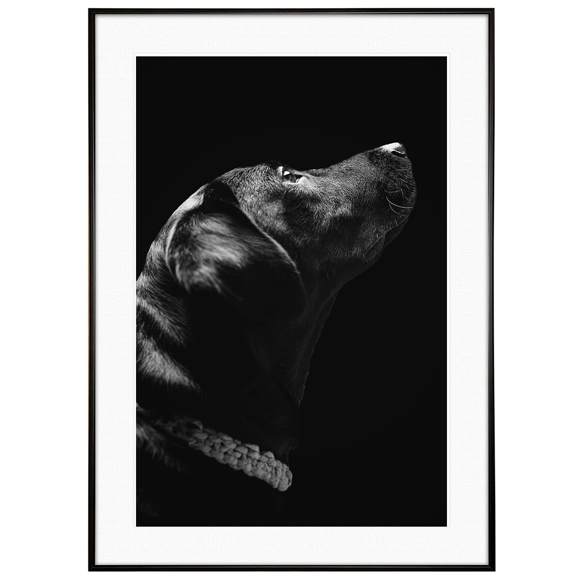 動物写真 犬 ラブラドールレトリーバー インテリア モノクロアート