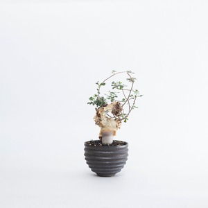 【極上品】Commiphora kataf × deracine factory【店主コレクション株・数年管理】コミフォラ カタフ_3