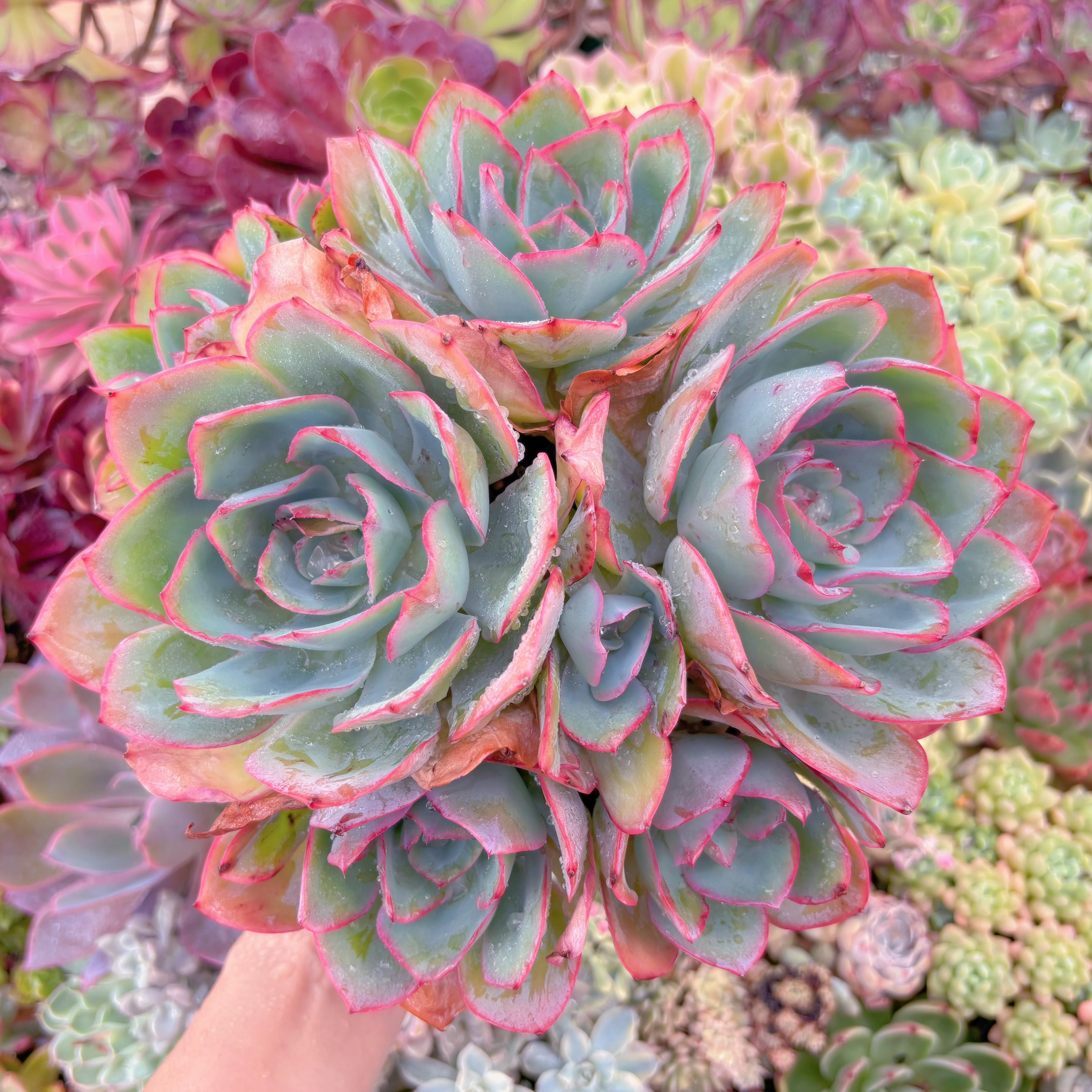 現品　ブルーライト#A11　特特大群生　新入荷