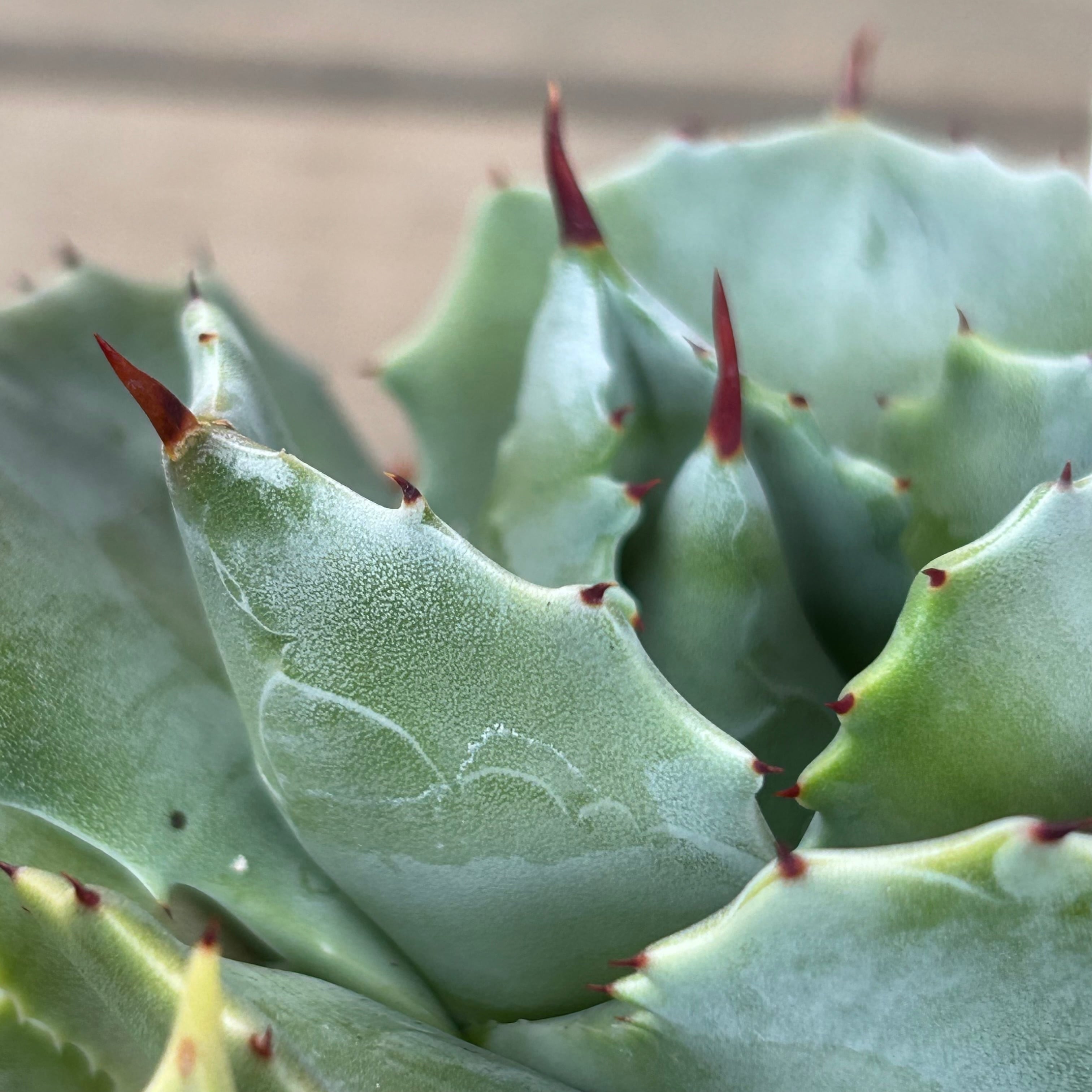 アガベ チタノタ Agave titanota 1円スタート オテロイ EU選抜株