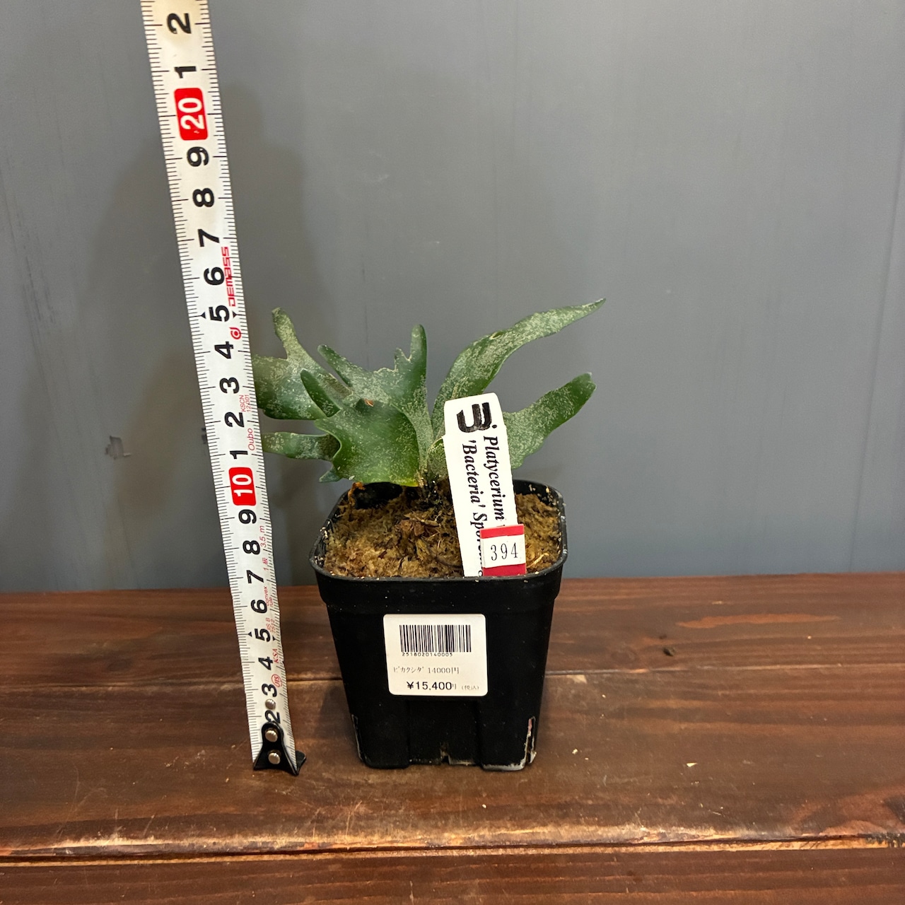 【抽選販売】【限定価格】【UJ】ビカクシダ ウィリンキー バクテリア(限定4)