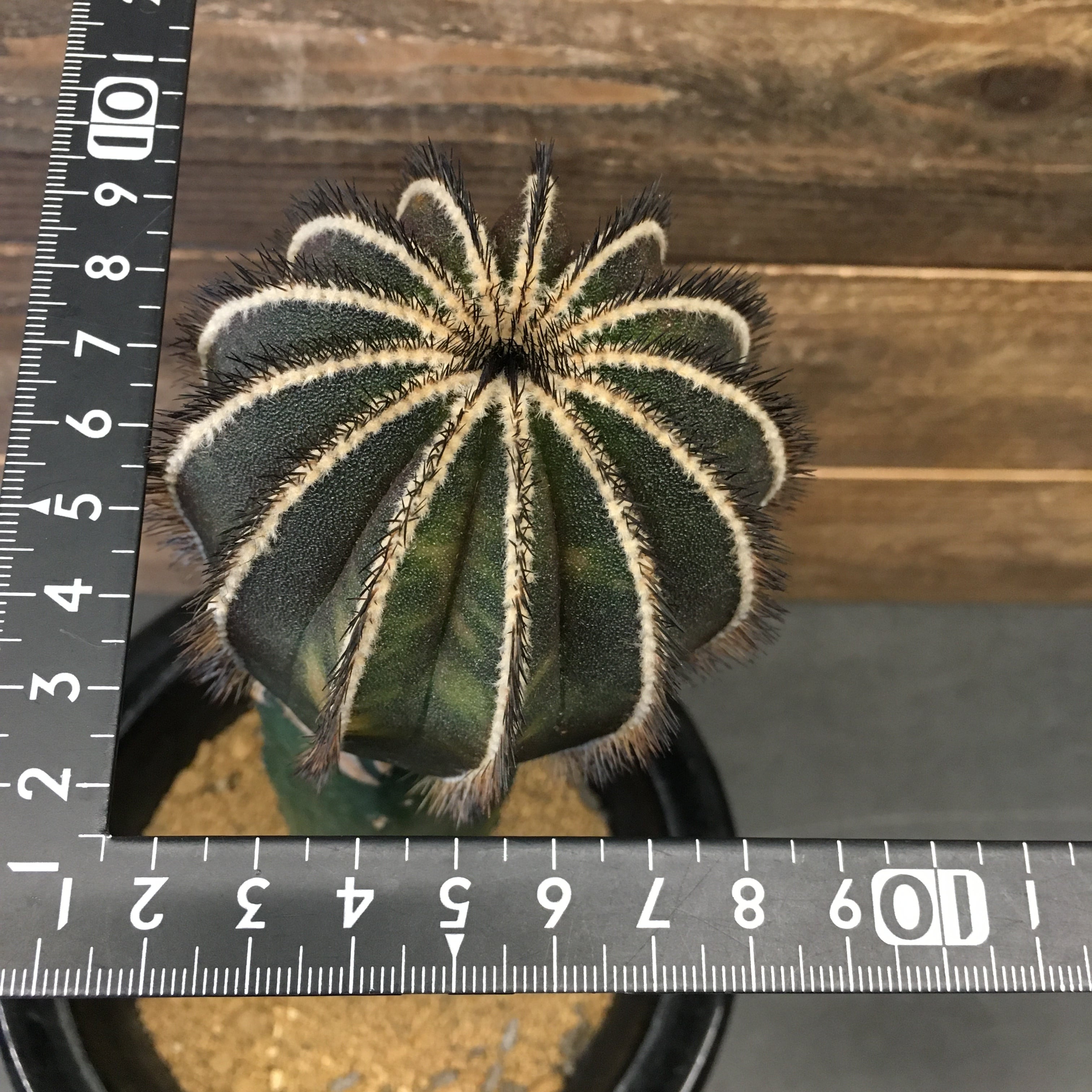ユーベルマニア ペクチニフェラ 接ぎ降ろし自根 巨大 抜き苗発送 ユーベルマニア ペクチニフェラ 接ぎ降ろし自根 巨大 抜き苗発送