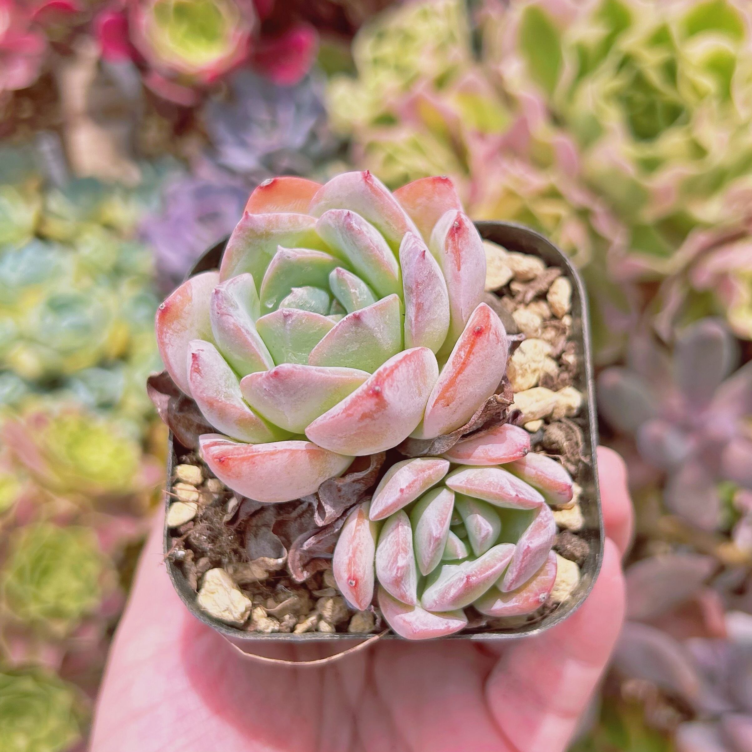 現物　多肉植物　モンローxメキシコポルデンシス　大群生