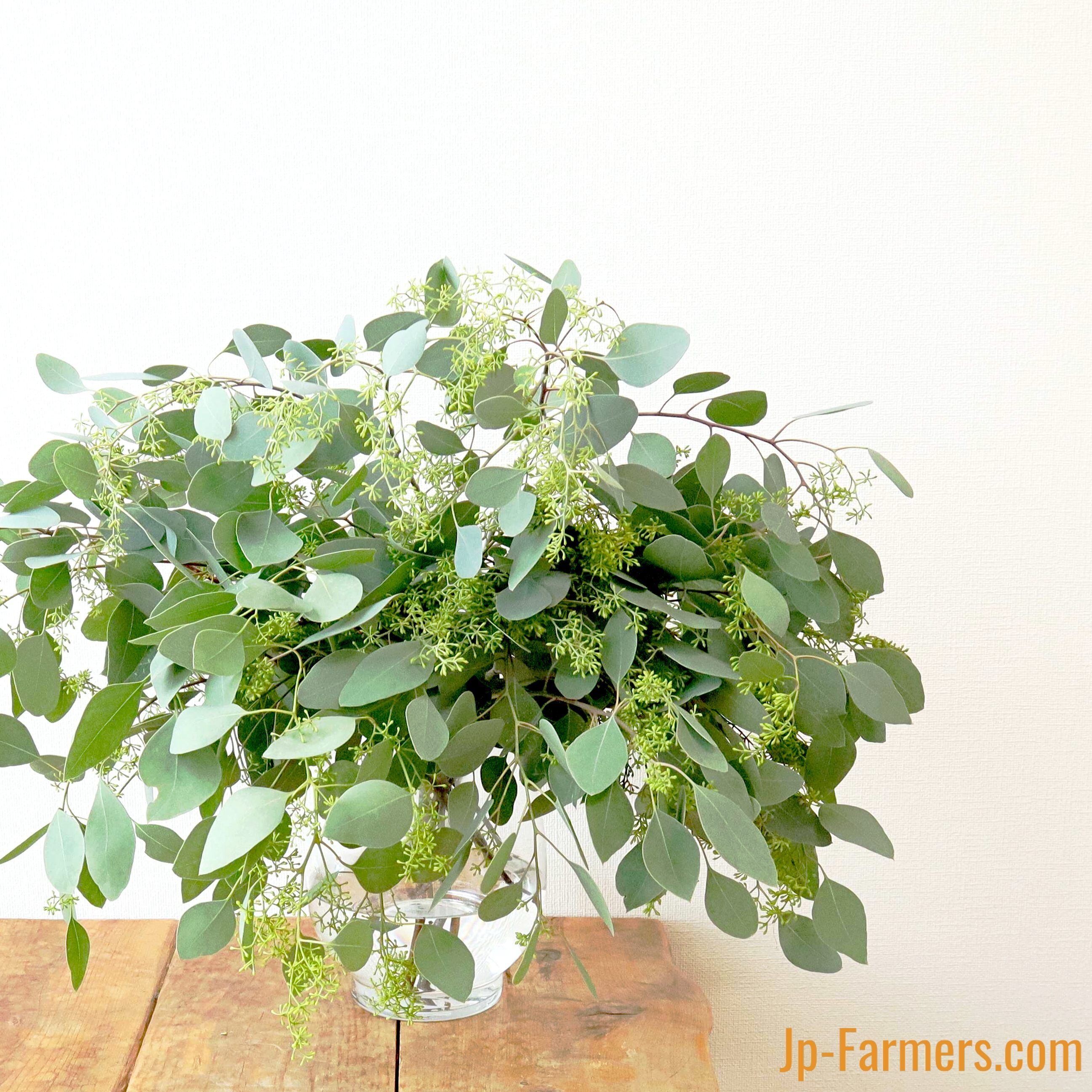 ポポラスフェアリー丸リース ユーカリポポラスドライフラワー