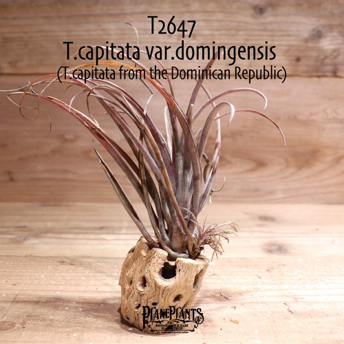 【送料無料】capitata var. domingensis〔エアプランツ〕現品発送T2647