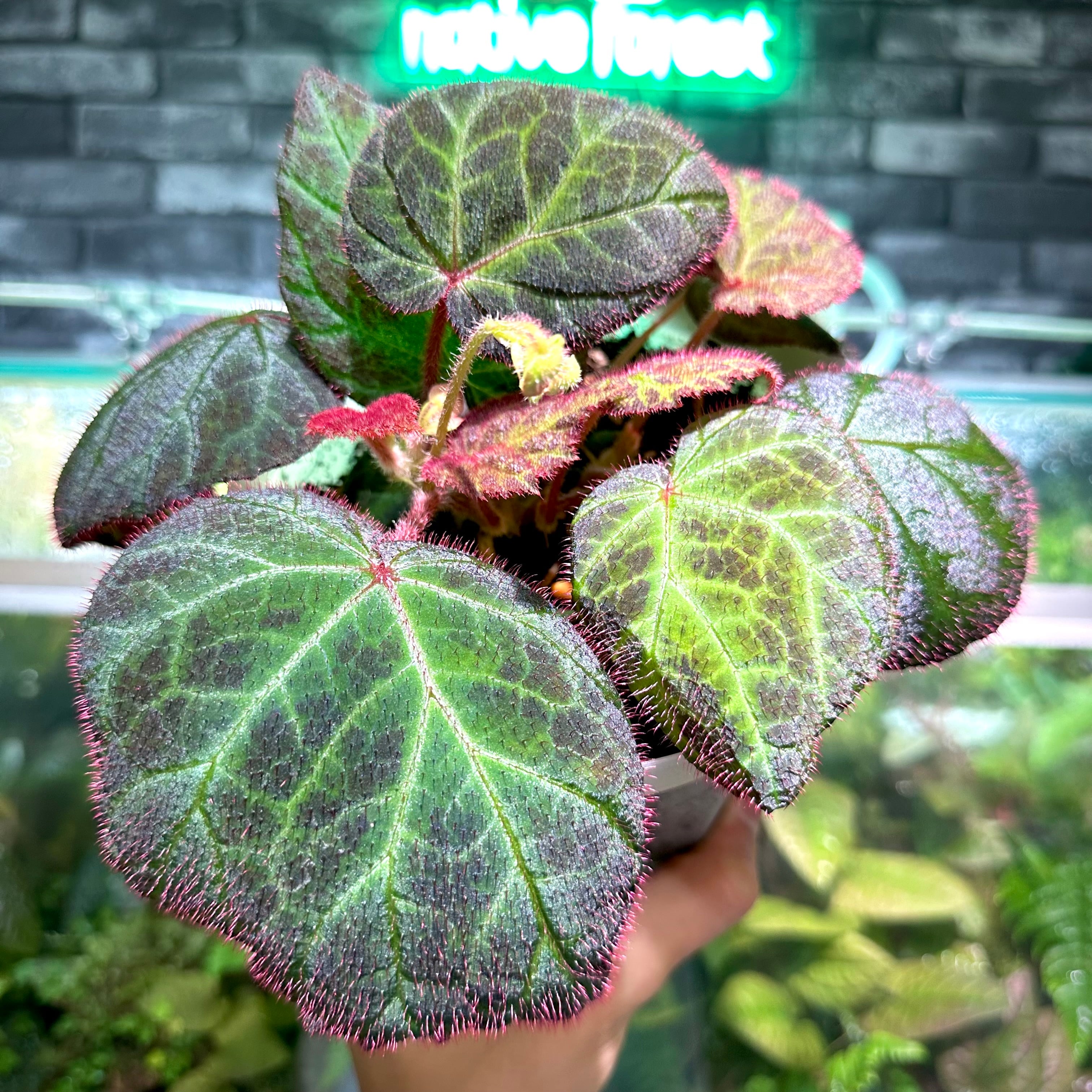 Anthurium 'Red Crystallinum'(NSE #2) x 'Black Widow' x Michelle