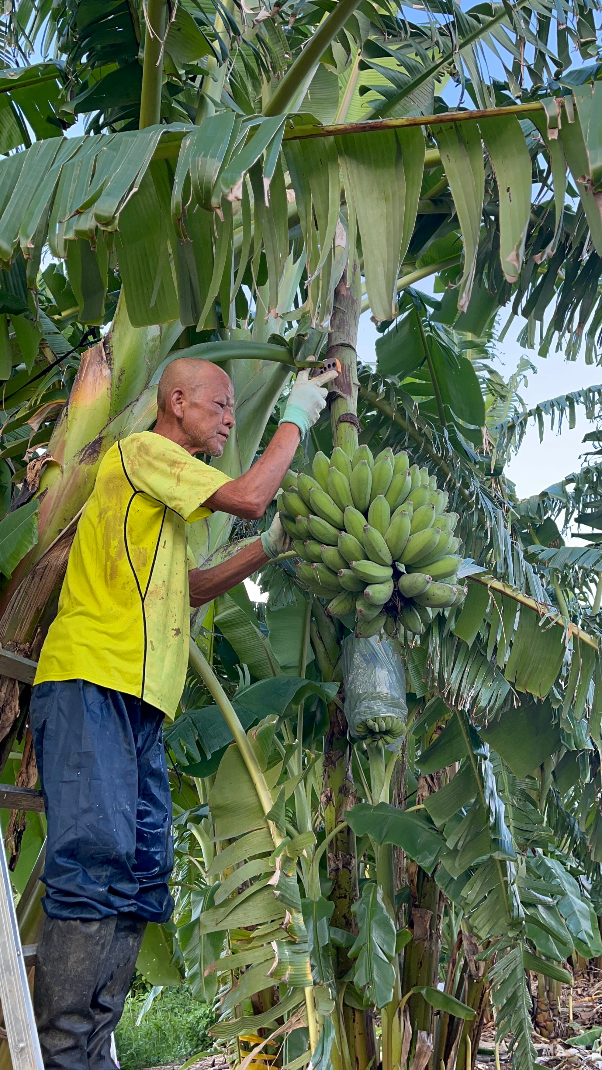 沖縄産アップルバナナ1キロ | Pay ID