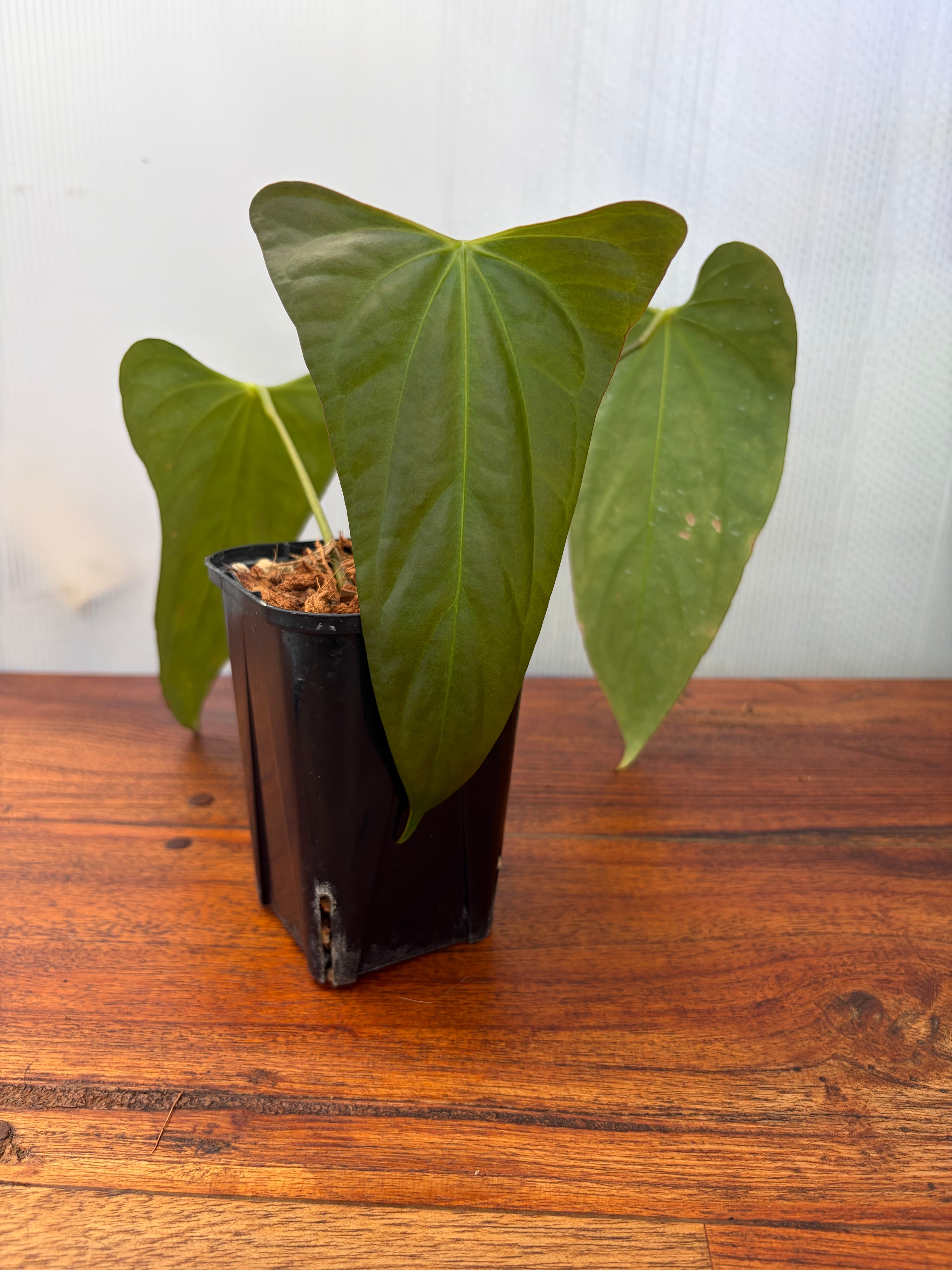 Anthurium | BALI-AN 園芸