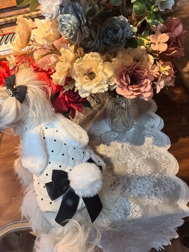 【取寄商品】うさみみアウターワンピース秋