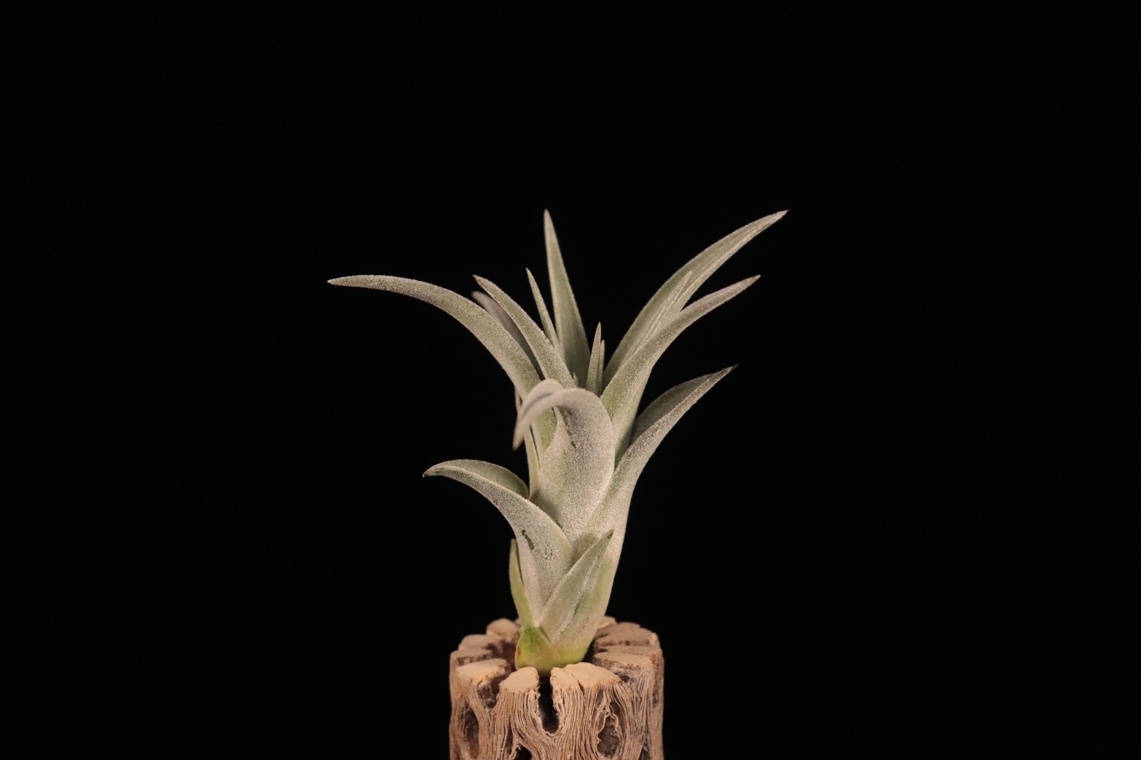 ブロメリア・エアープランツ T.ionantha var. vanhyningii minor Tillandsia ionantha var. vanhyningii (Compact Form) | PINEAPPLES