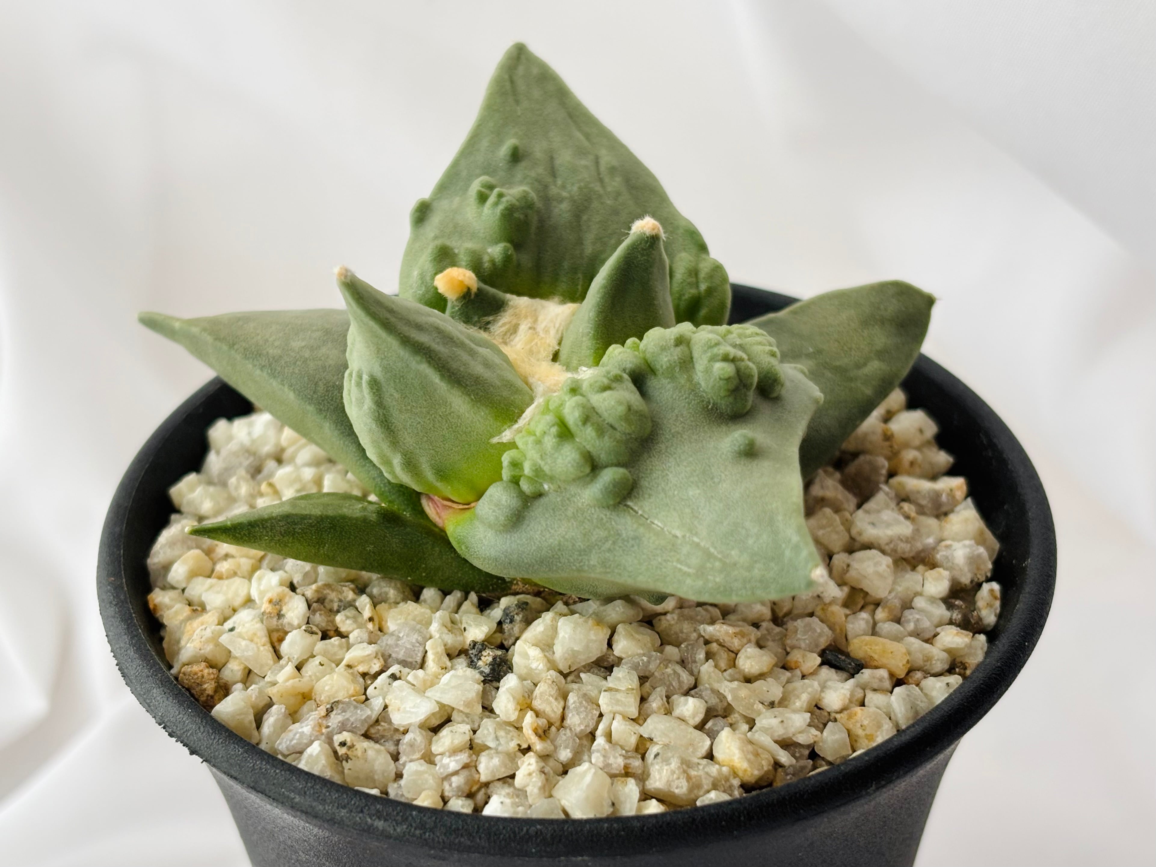 Ariocarpus Cauliflowermonst. アリオカルプス カリフラワー 花牡丹モンスト サボテン