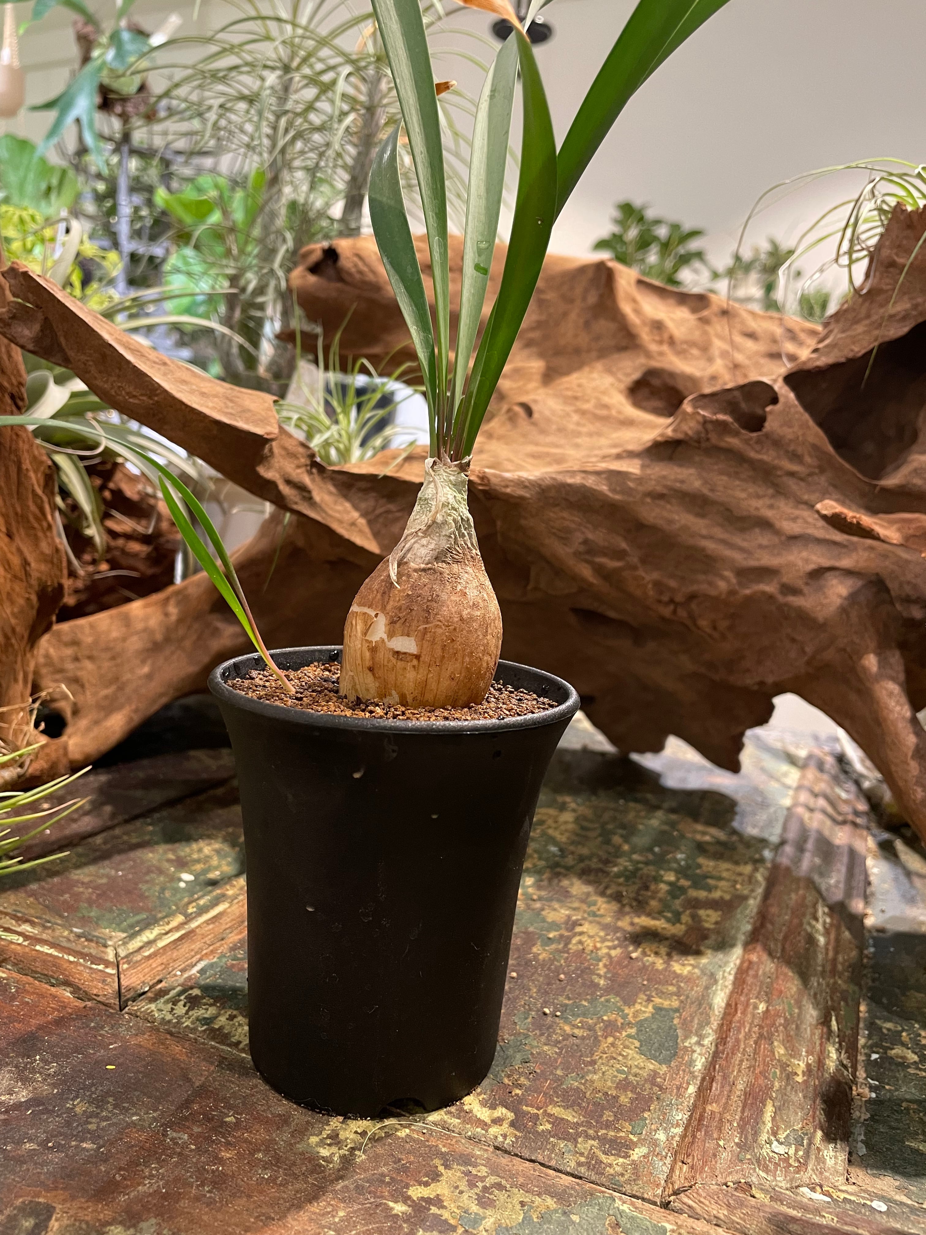 キルタンサス・スピラリス】国内実生苗 | THE GREEN SHOP