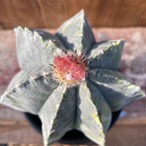 Astrophytum アストロフィツム・ランポー玉錦