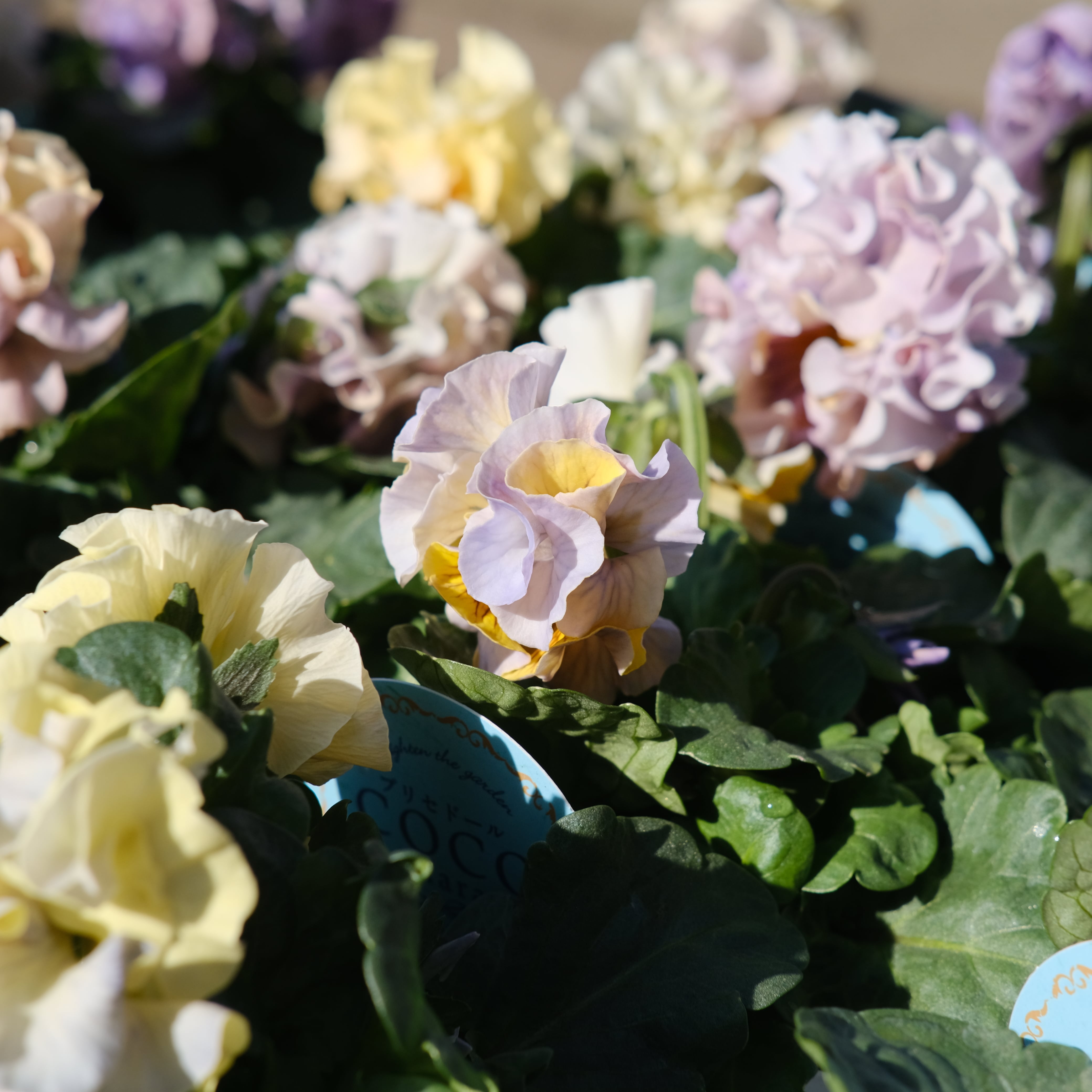 パンジー《 プリセドールCOCO ティアラ 》3苗セット | グリーン