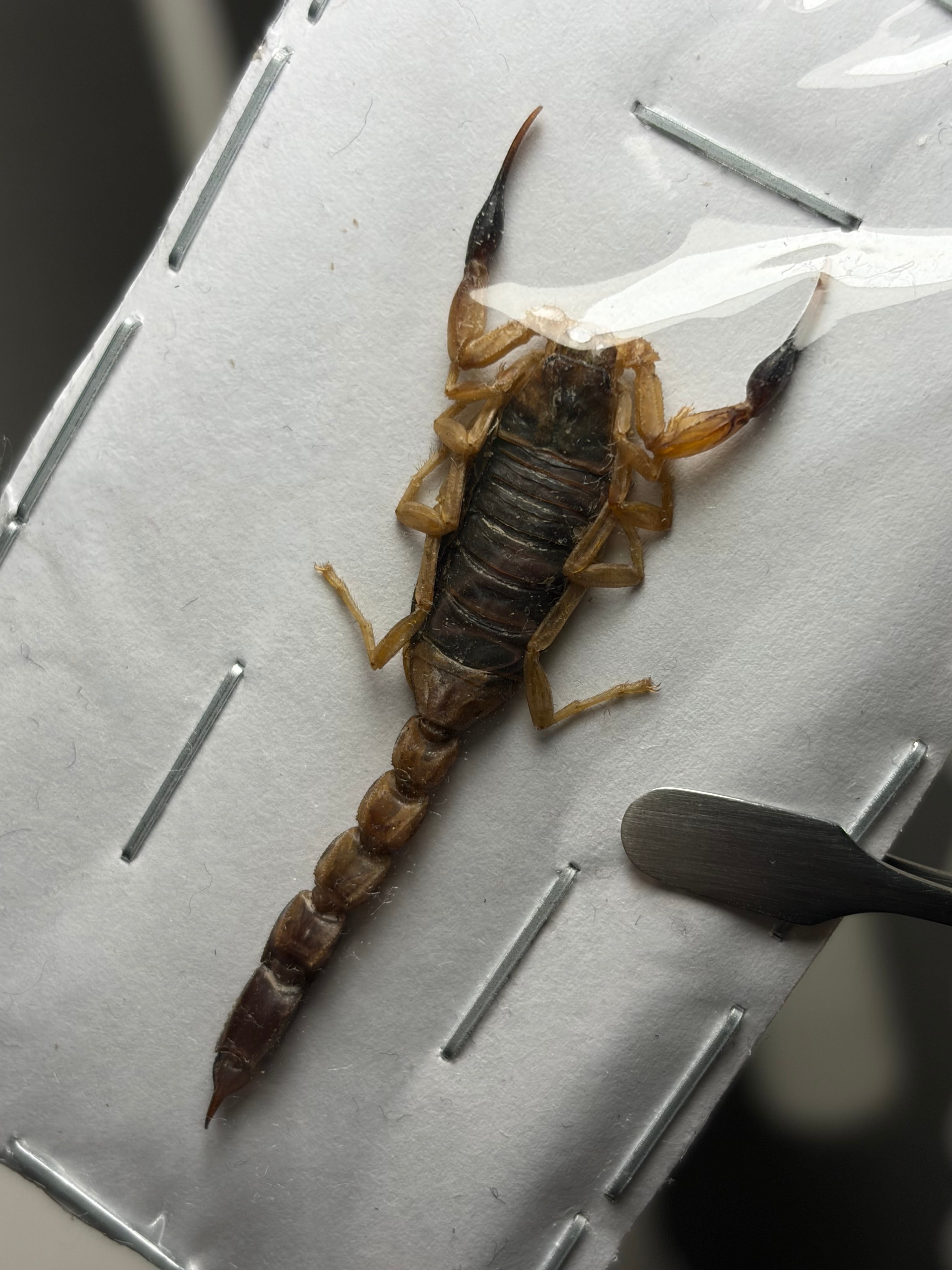 Androctonus australis hector（ヒメキョウトヒキサソリの亜種、または