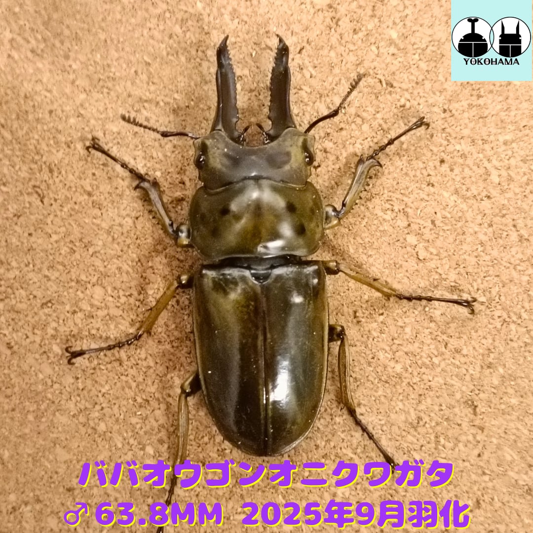 ババオウゴンオニクワガタ ♂68♂48♀41トリオ ②