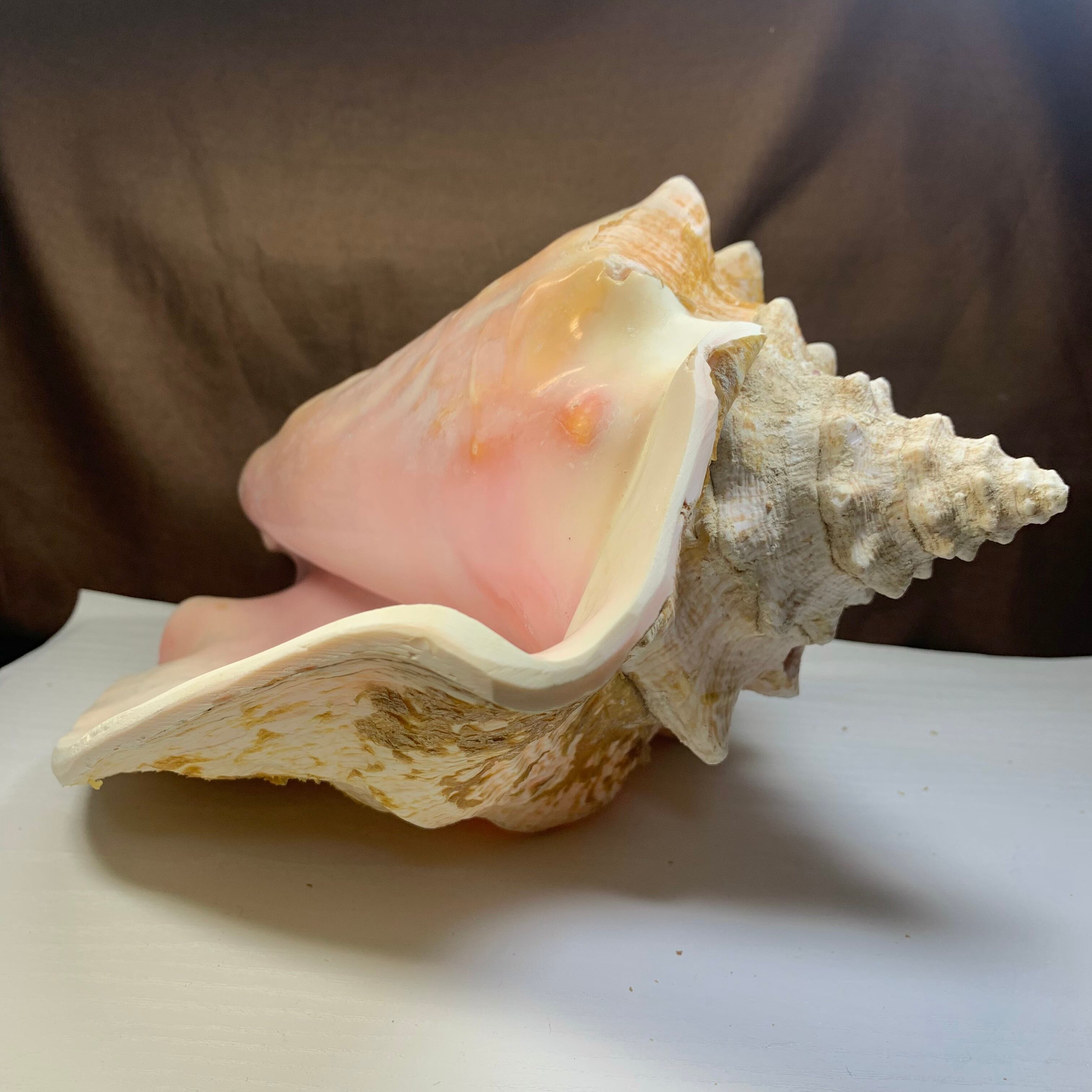 3.クイーンコンクシェル貝母・貝殻 | Naturaltreasure