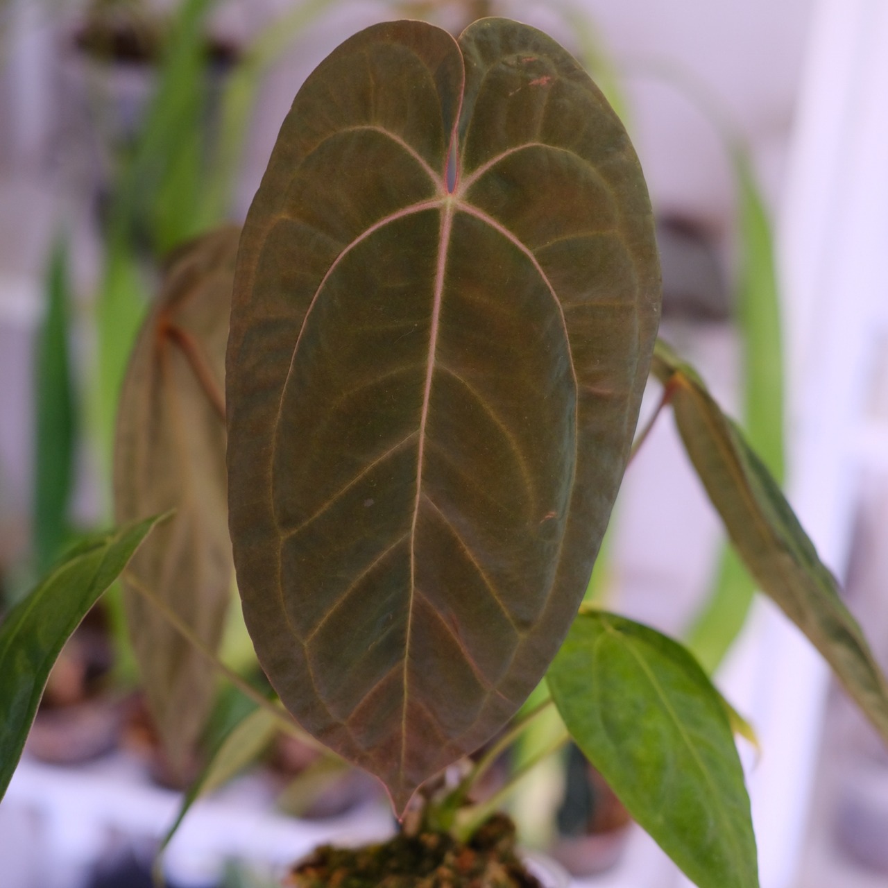 Anthurium Papillilaminum Guna Yala x Forgetii Dark⑥│観葉植物