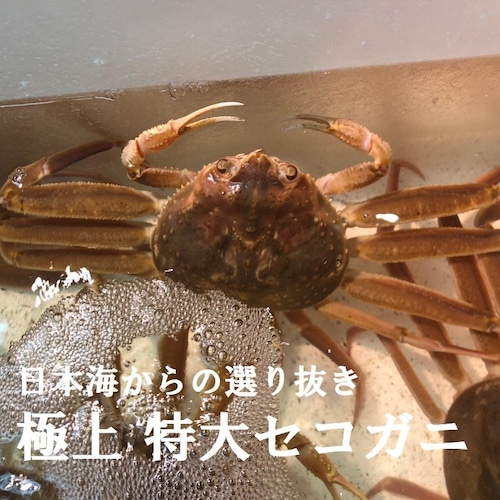 最高級 特大活セコガニ２杯　香箱ガニ コッペガニ セイコガニ ズワイガニメス 兵庫 鳥取 京都 大サイズ 【大活セコガニｘ２】冷蔵 豊洲目利厳選の逸品