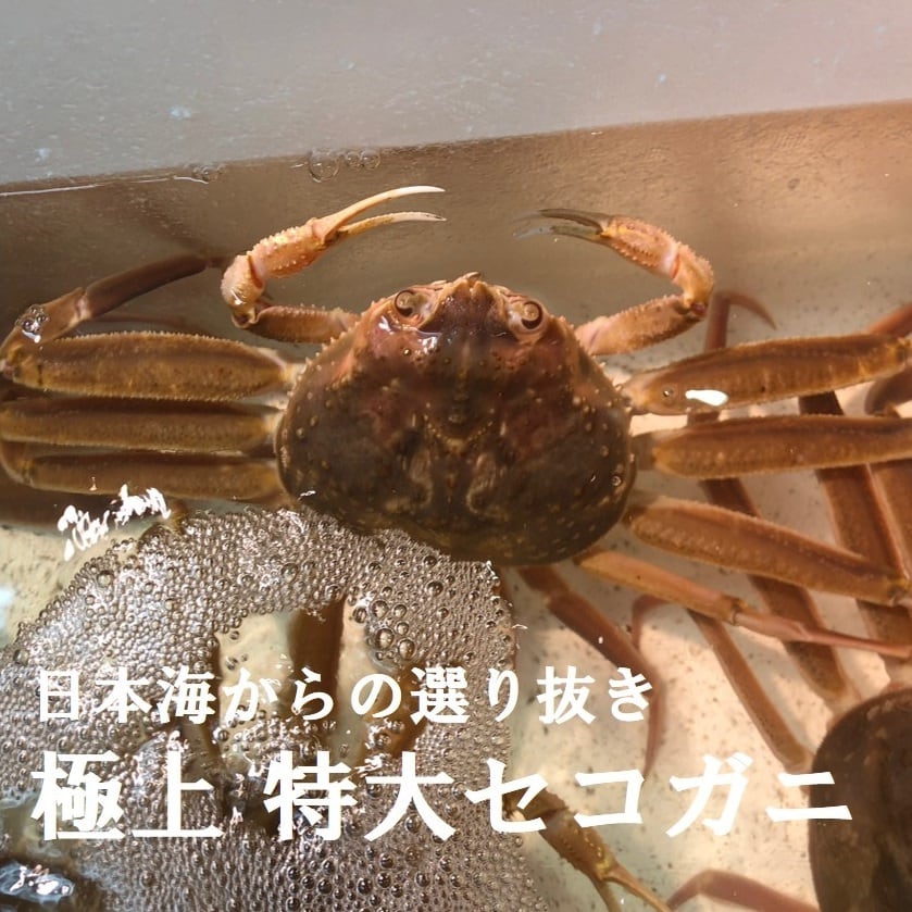 最高級 特大活セコガニ2杯 香箱ガニ コッペガニ セイコガニ ズワイガニメス 兵庫 鳥取 京都 大サイズ 【大活セコガニx2】冷蔵 豊洲目利厳選の逸品