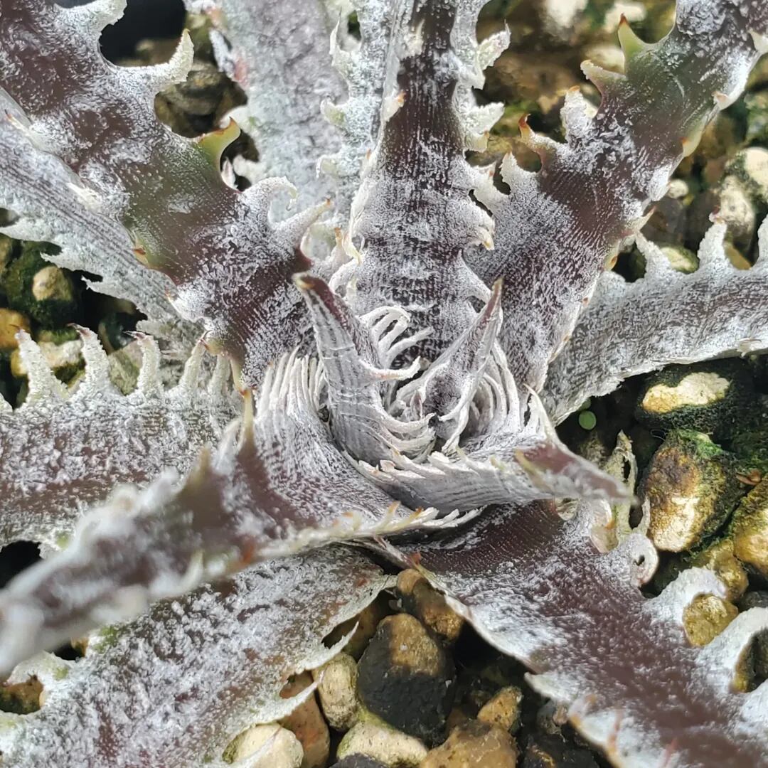 ディッキア/Dyckia　子株3〜最大6株 ディッキア/Dyckia 子株3〜最大6株 ディッキア/Dyckia 子株3