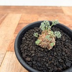 Monsonia peniculina 【モンソニア・ペニクリナム・実生】