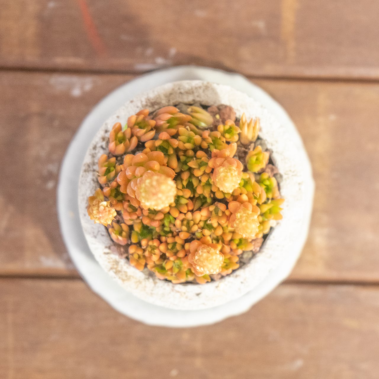 ツメレンゲ|オレンジに色づく姿が華やかな秋色多肉【一点もの/手作りモルタル鉢】