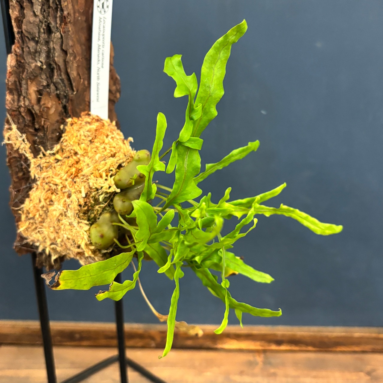 レカノプテリス carnosa【128】