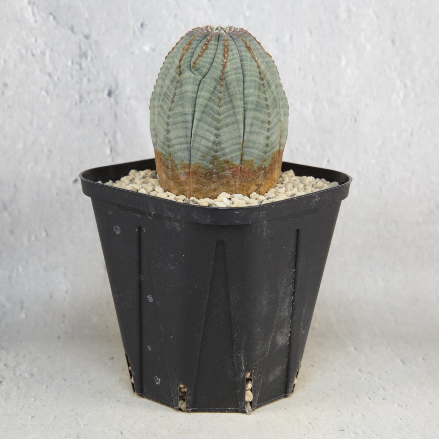 美模様 たまご型 オベサ / 良型 木質化 ユーフォルビア | LIGHTHOUSE