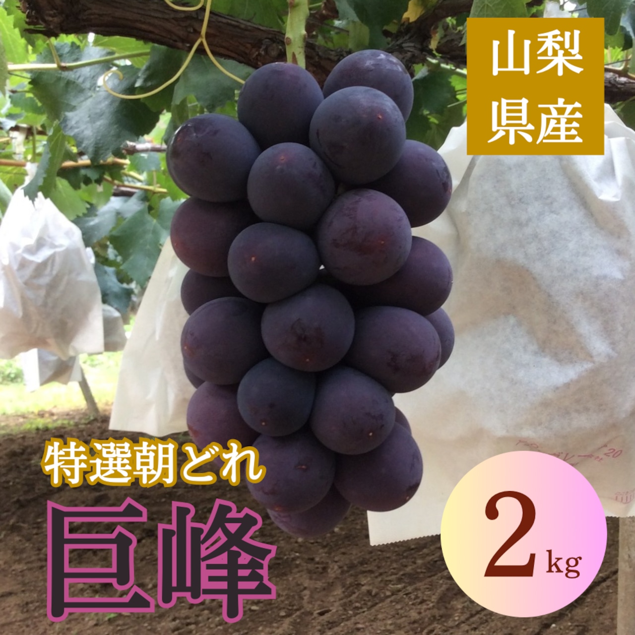 巨峰【2025度販売開始！】2kg（4-5房）秀品以上お約束！塩山より朝どり出荷 どこよりも新鮮な高級ぶどう  送料無料お届け