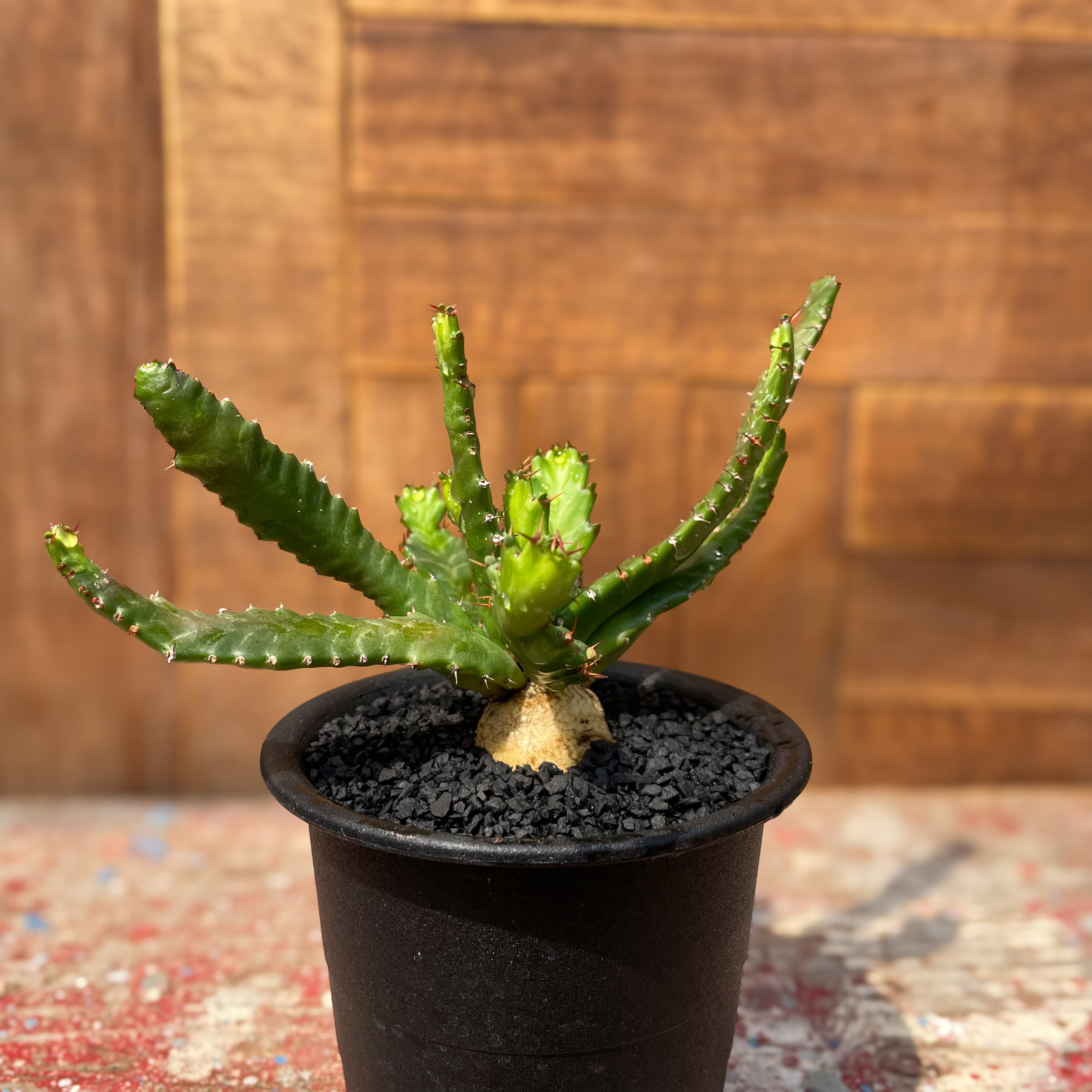 Euphorbia stellata【ユーフォルビア・飛竜・実生】 | RIMO