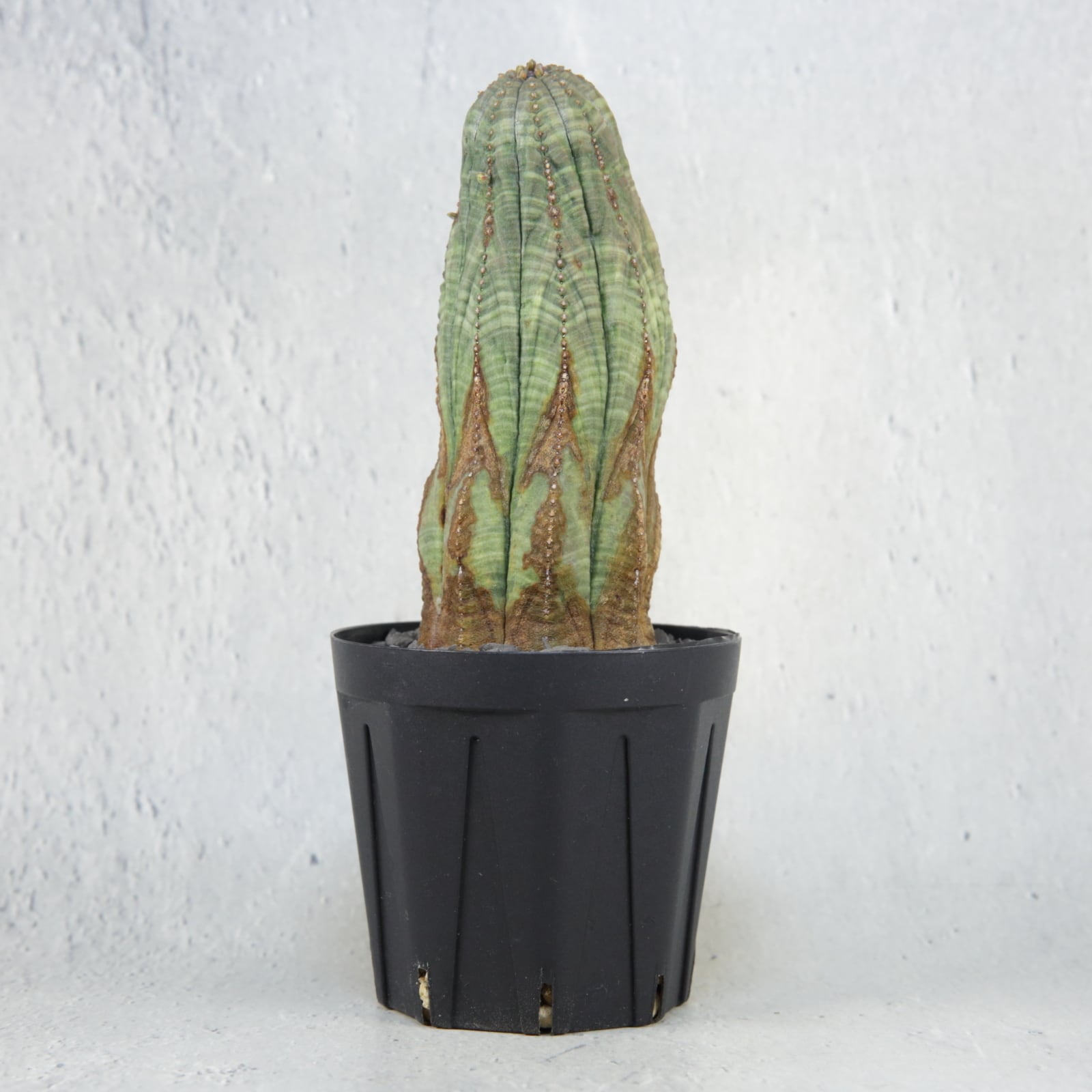 m*t様 B11116★オークション★極上モンスト 達磨株 ユーフォルビア オベ m*t様 B11116☆オークション☆極上モンスト 達磨株 ユーフォルビア