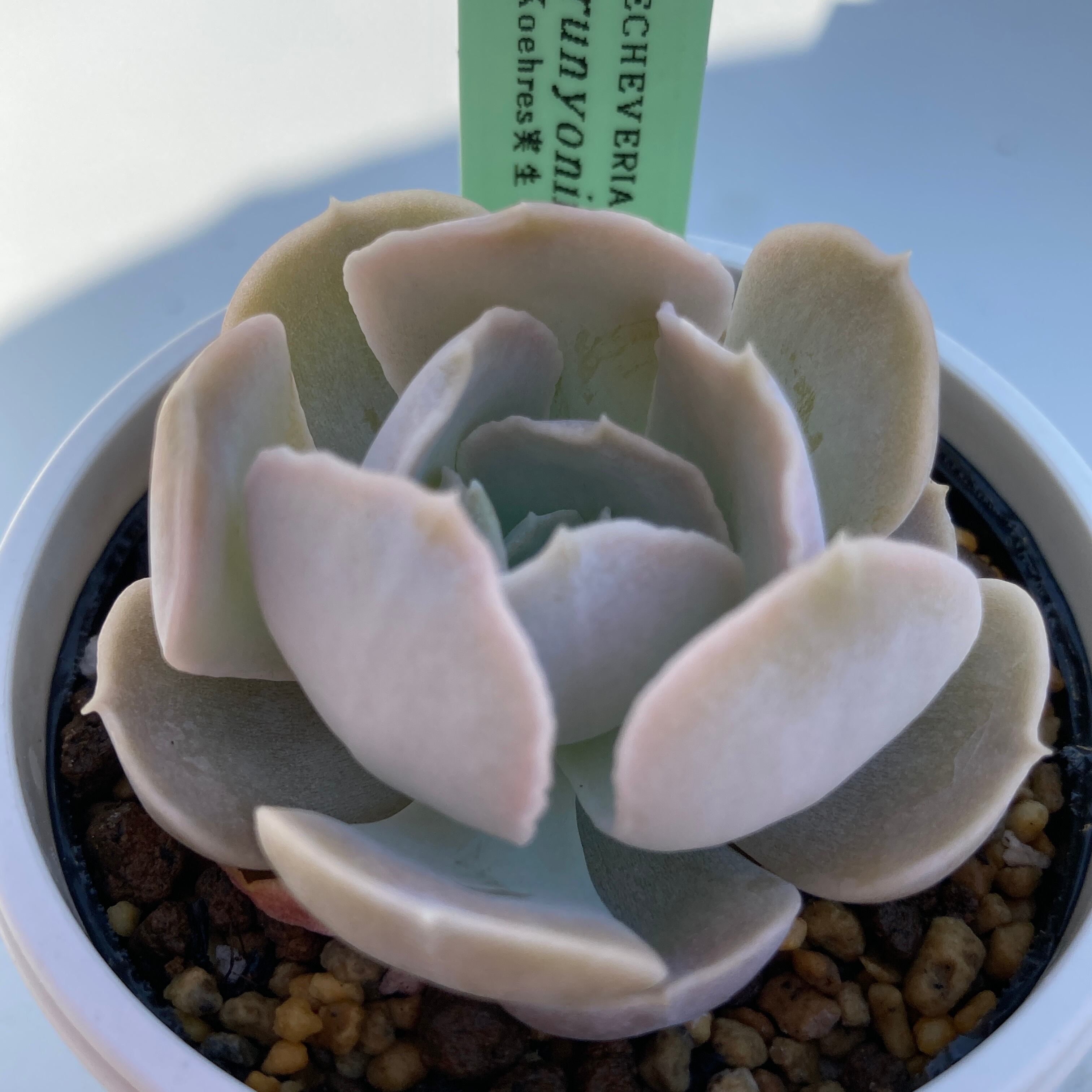 現物商品】ECHEVERIA runyonii,San Carlos,Tam 原種 実生苗 | 多肉植物