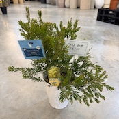 アカシア　テレサ【982】