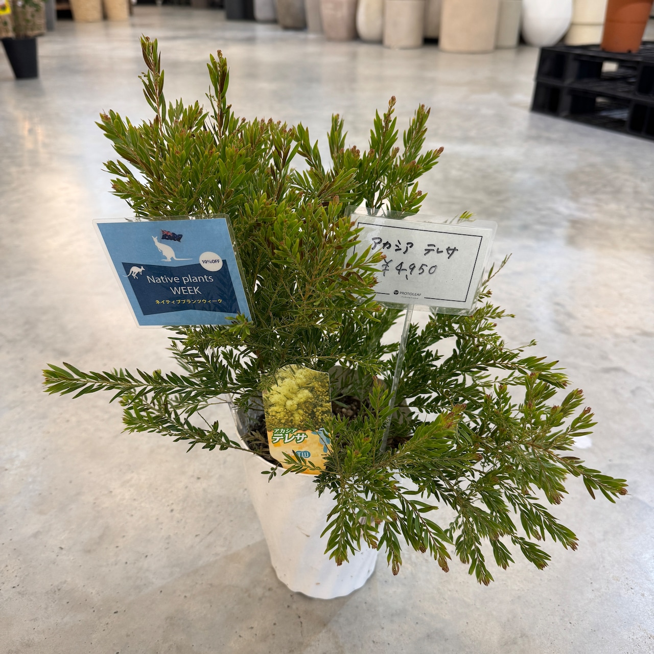 アカシア テレサ【982】