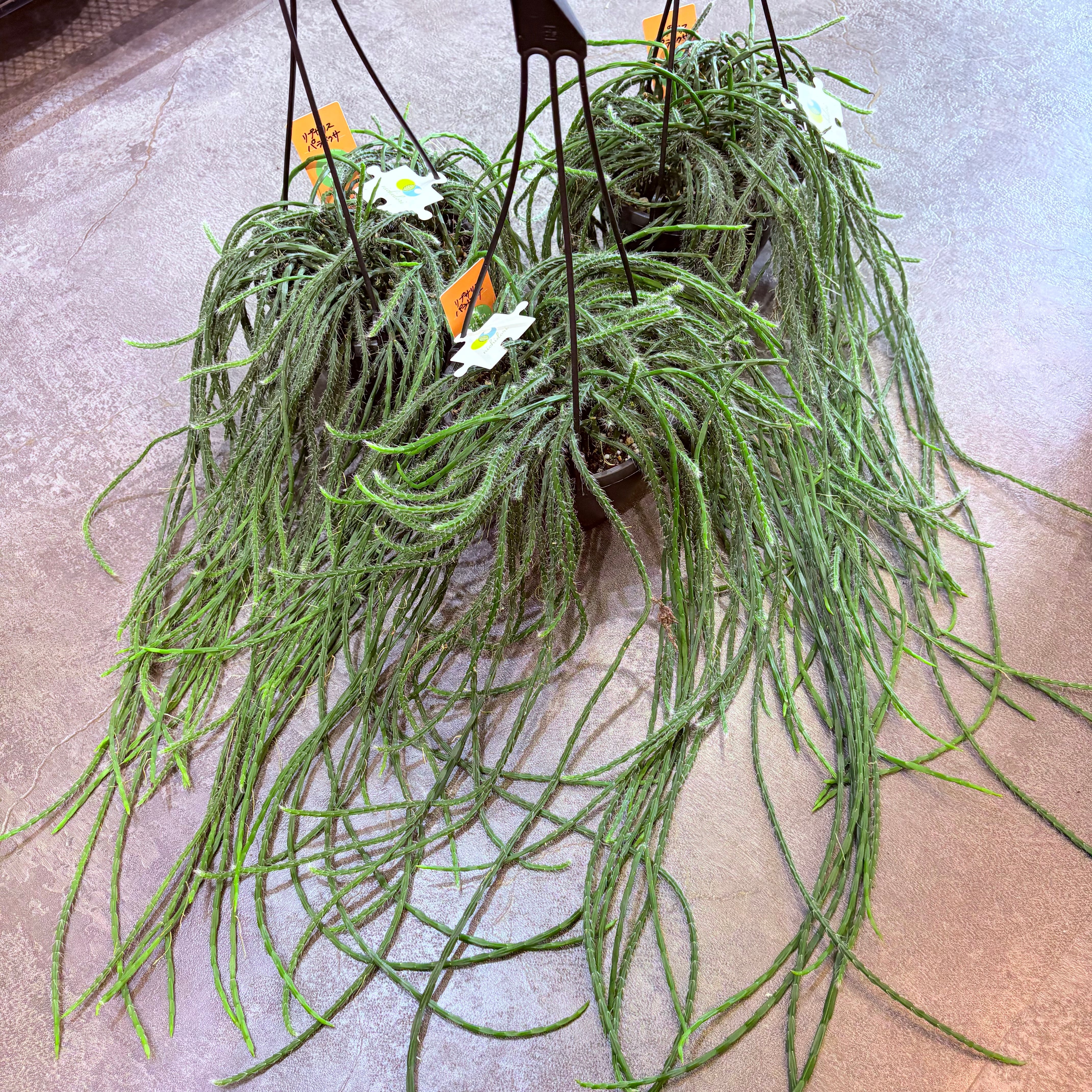 リプサリス パラドクサファイン 5号 | Green Vibes 宇都宮市の観葉植物