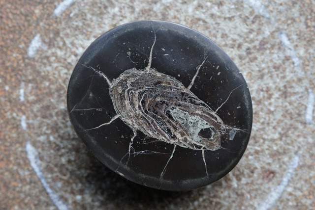 魚の糞石 Fish coprolite in nodule