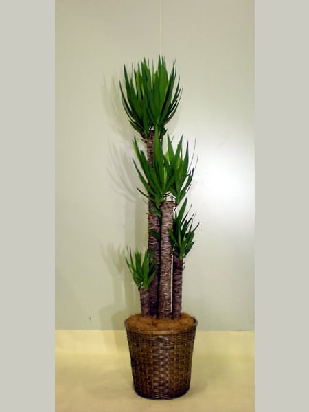 【超希少品種】ユッカ グロリオサ　散り斑 大株 キミガヨラン アツバキミガヨラン 超希少品種】ユッカ グロリオサ 散り斑 大株 キミガヨラン