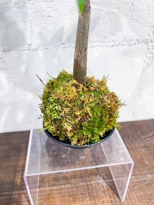 【父の日】パキラ 苔玉