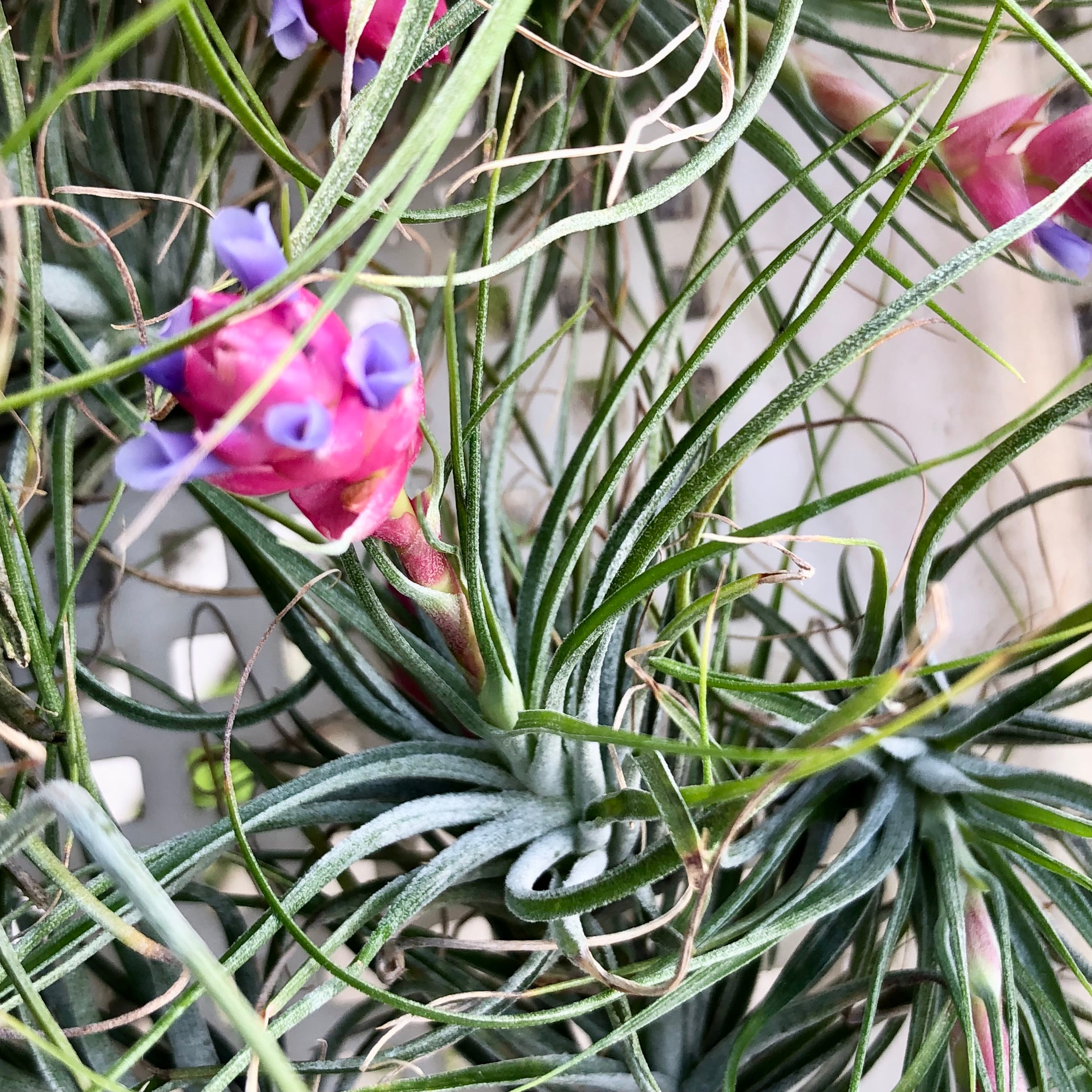 チランジア　スプレンゲリアナ　エアープランツ　エアプランツ チランジア スプレンゲリアナ 【Tillandsia sprengeliana