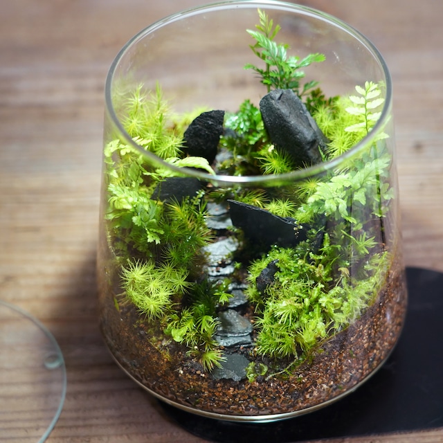 苔テラリウム作品『悪魔の黒小道』◆限定作品　2.20#2