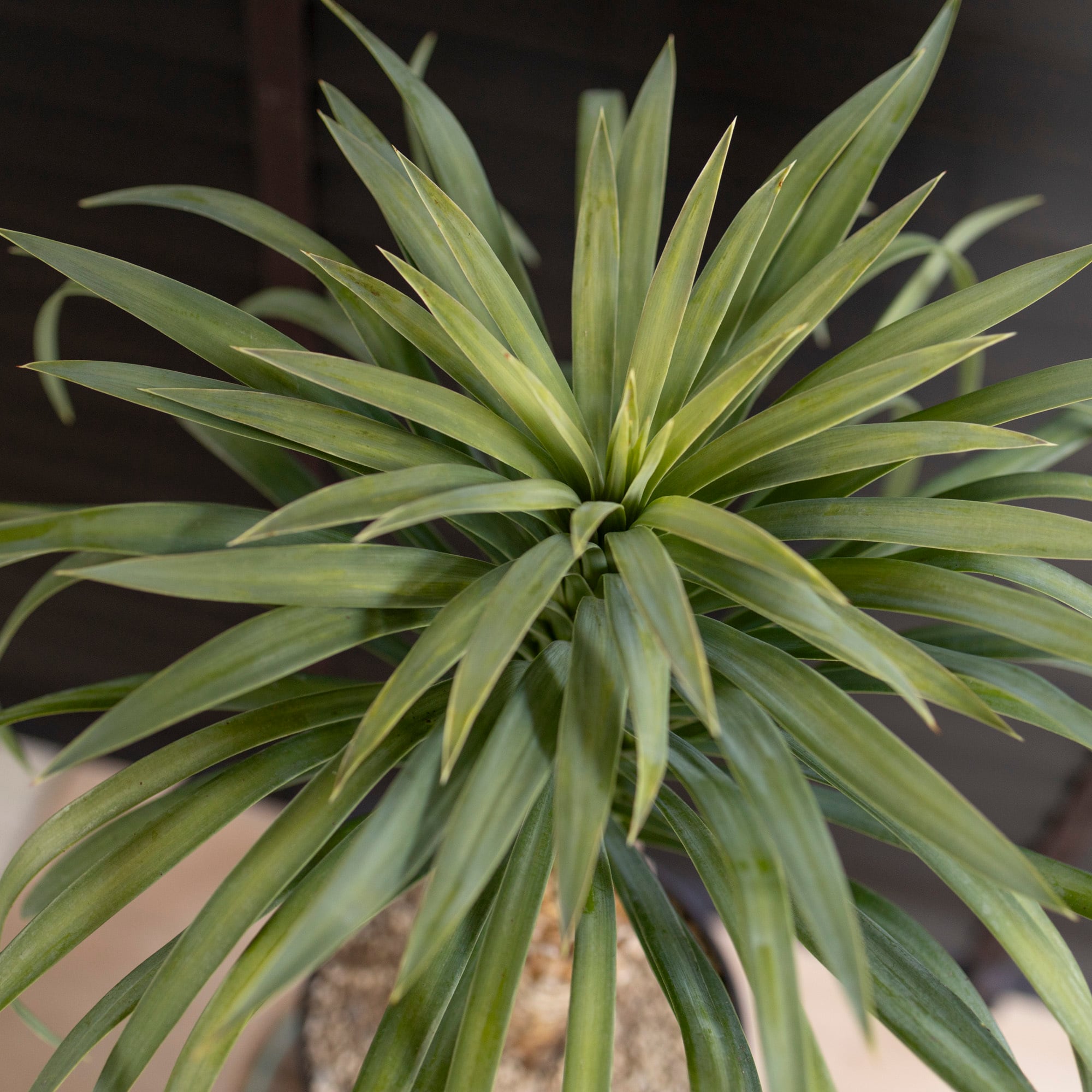 ユッカ ロストラータ 太株 (む)濃厚ブルー葉 ユッカロストラータ 太株