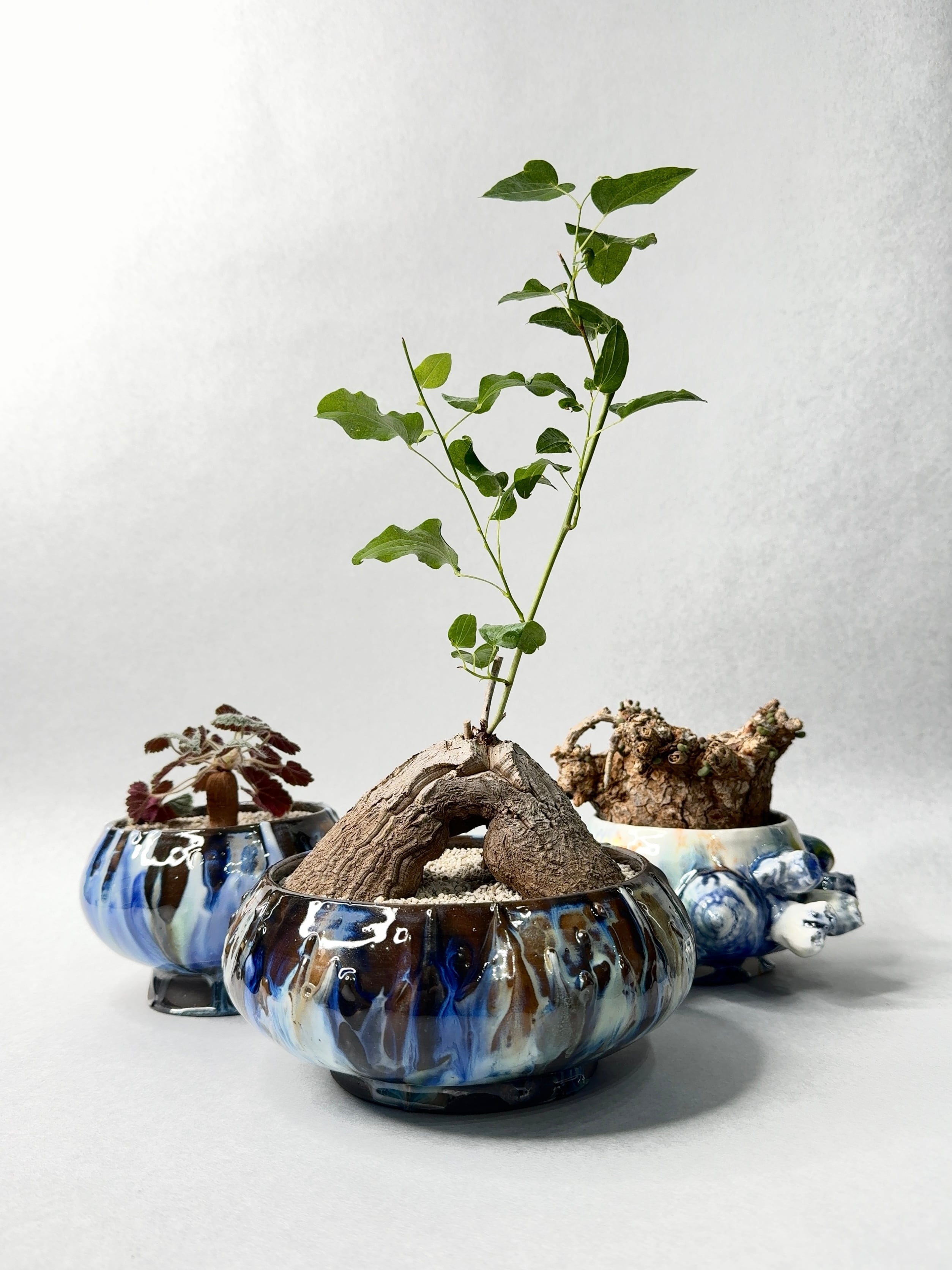 ケラリア・ピグマエア | trigger