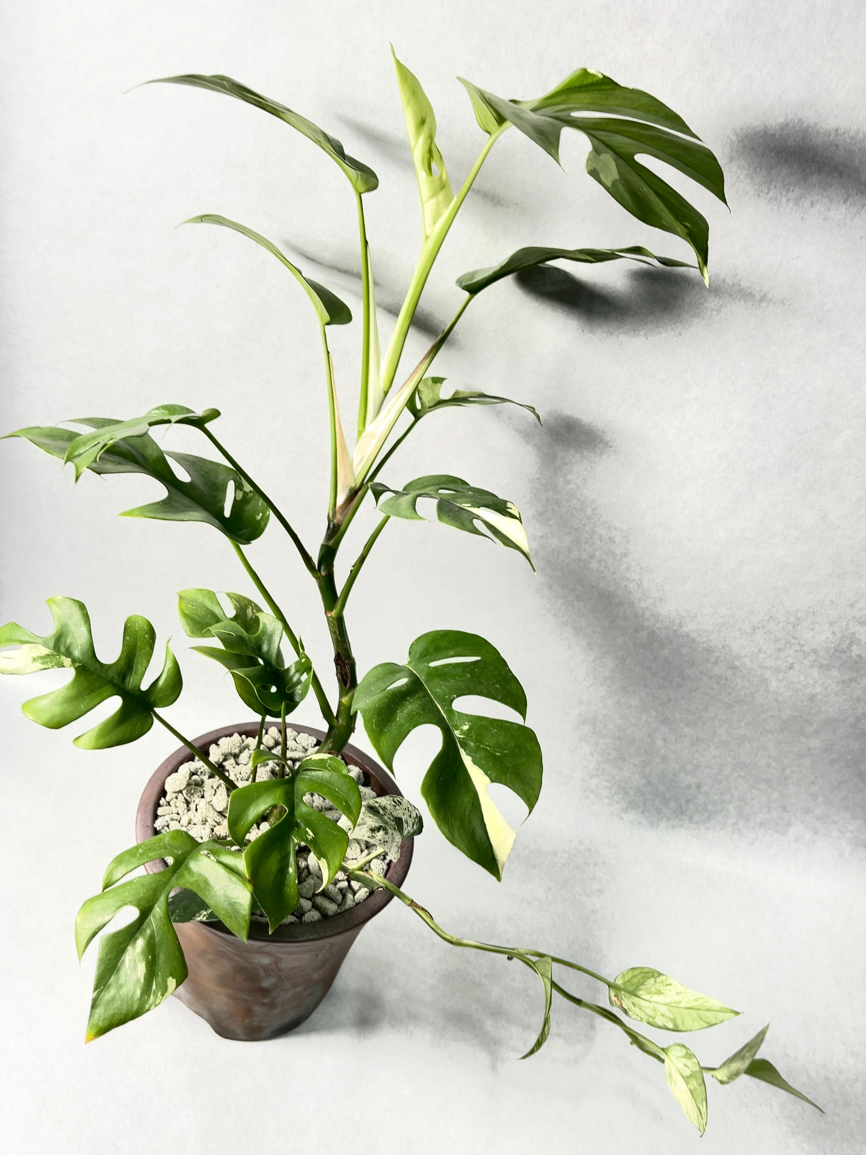 花宇宙×trigger】植栽B | trigger